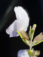 Conradina canescens image