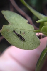 Zapyrastra calliphana