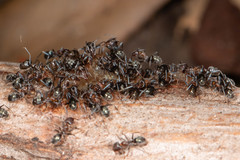 Iridomyrmex rufoniger