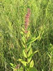 Stachys pilosa