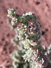Halogeton glomeratus