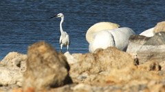 Egretta garzetta
