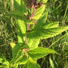 Stachys pilosa
