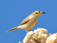 Ptilotula flavescens