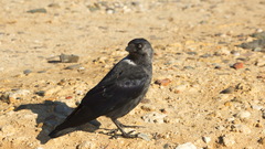 Corvus monedula