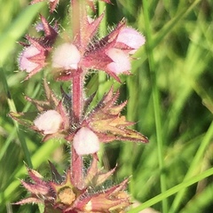 Stachys pilosa