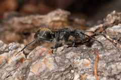 Polyrhachis vermiculosa