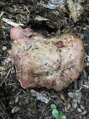 Rubroboletus haematinus