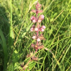 Stachys pilosa