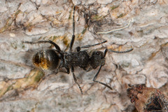 Polyrhachis vermiculosa