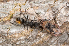 Polyrhachis vermiculosa