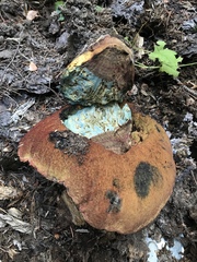 Rubroboletus haematinus