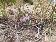 Mammillaria gilensis