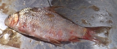 Carpiodes cyprinus