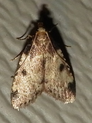 Aglossa costiferalis