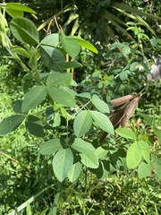 Crotalaria