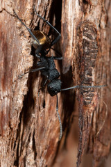 Polyrhachis euterpe