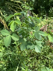 Crotalaria
