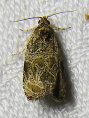 Olethreutes permundana