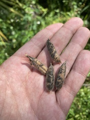 Crotalaria