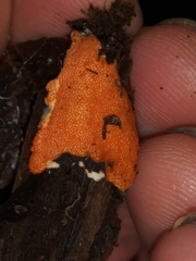 Hypomyces armeniacus
