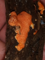 Hypomyces armeniacus