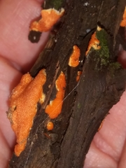 Hypomyces armeniacus