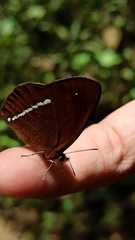 Lymanopoda albocincta