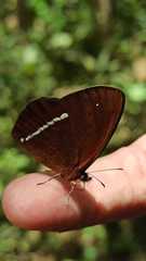 Lymanopoda albocincta