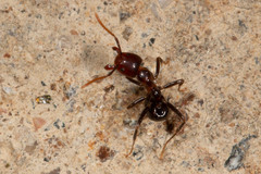 Papyrius nitidus