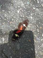 Heliconius doris viridis