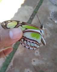Philaethria dido