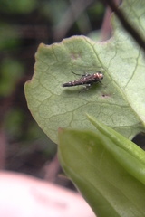 Zapyrastra calliphana