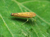 Yellow-striped Leafhopper - Photo (c) Katja Schulz, some rights reserved (CC BY), uploaded by Katja Schulz