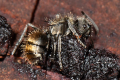 Polyrhachis aurea
