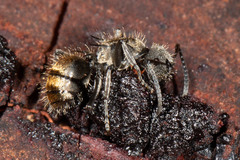 Polyrhachis aurea