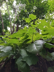 Eupatoriastrum corvi