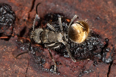 Polyrhachis aurea