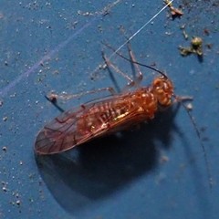 Lachesilla
