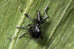 Rhynolaccus formicarius