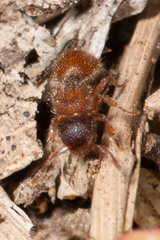 Meranoplus froggatti