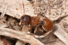 Meranoplus froggatti