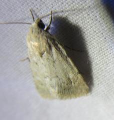 Leucocnemis perfundis