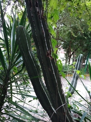 Stenocereus laevigatus