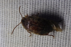 Amblycerus robiniae