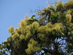 Clematis haenkeana