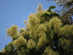 Clematis haenkeana