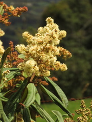 Miconia biappendiculata
