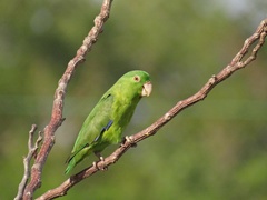 Forpus crassirostris