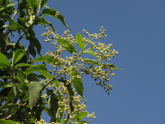 Lippia hirsuta